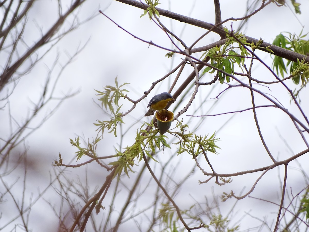 Tropical Parula (Tres Marias Is.) - Jorge Rodríguez Álvarez