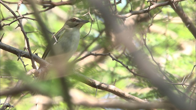 Black-whiskered Vireo - ML461668