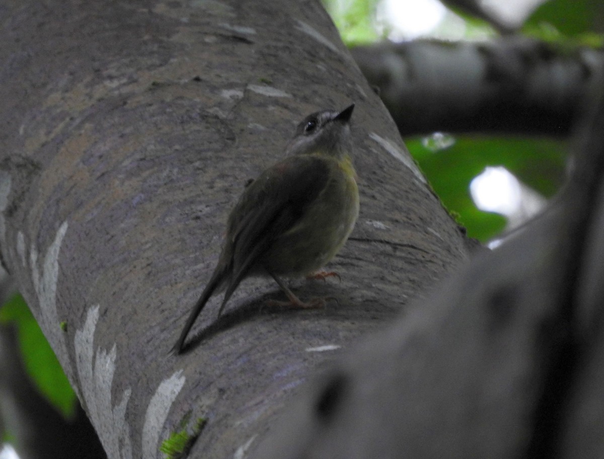 Pale-yellow Robin - ML46166821