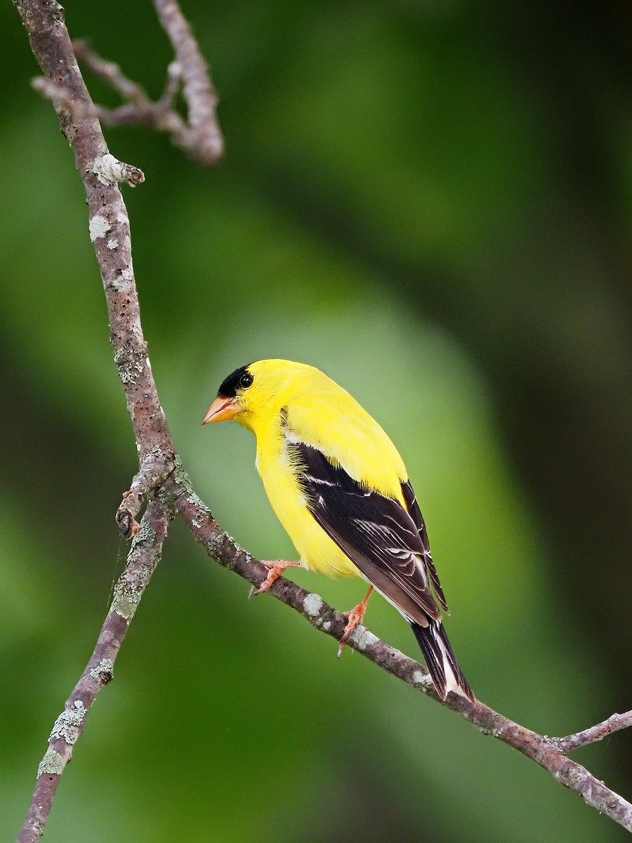 American Goldfinch - ML461668661