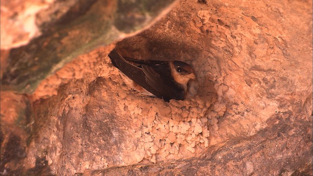 Golondrina Pueblera (grupo fulva) - ML461669