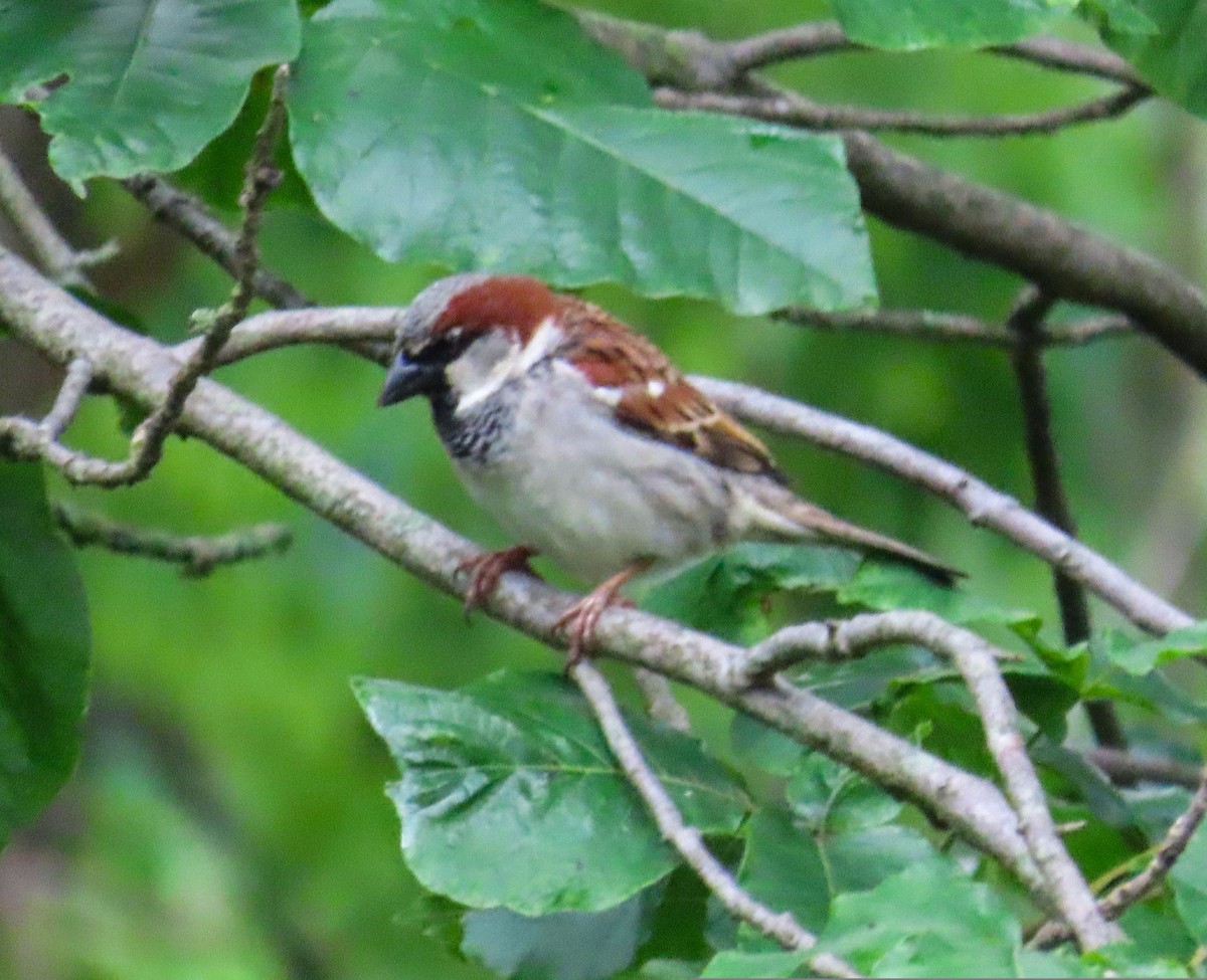 House Sparrow - ML461670251