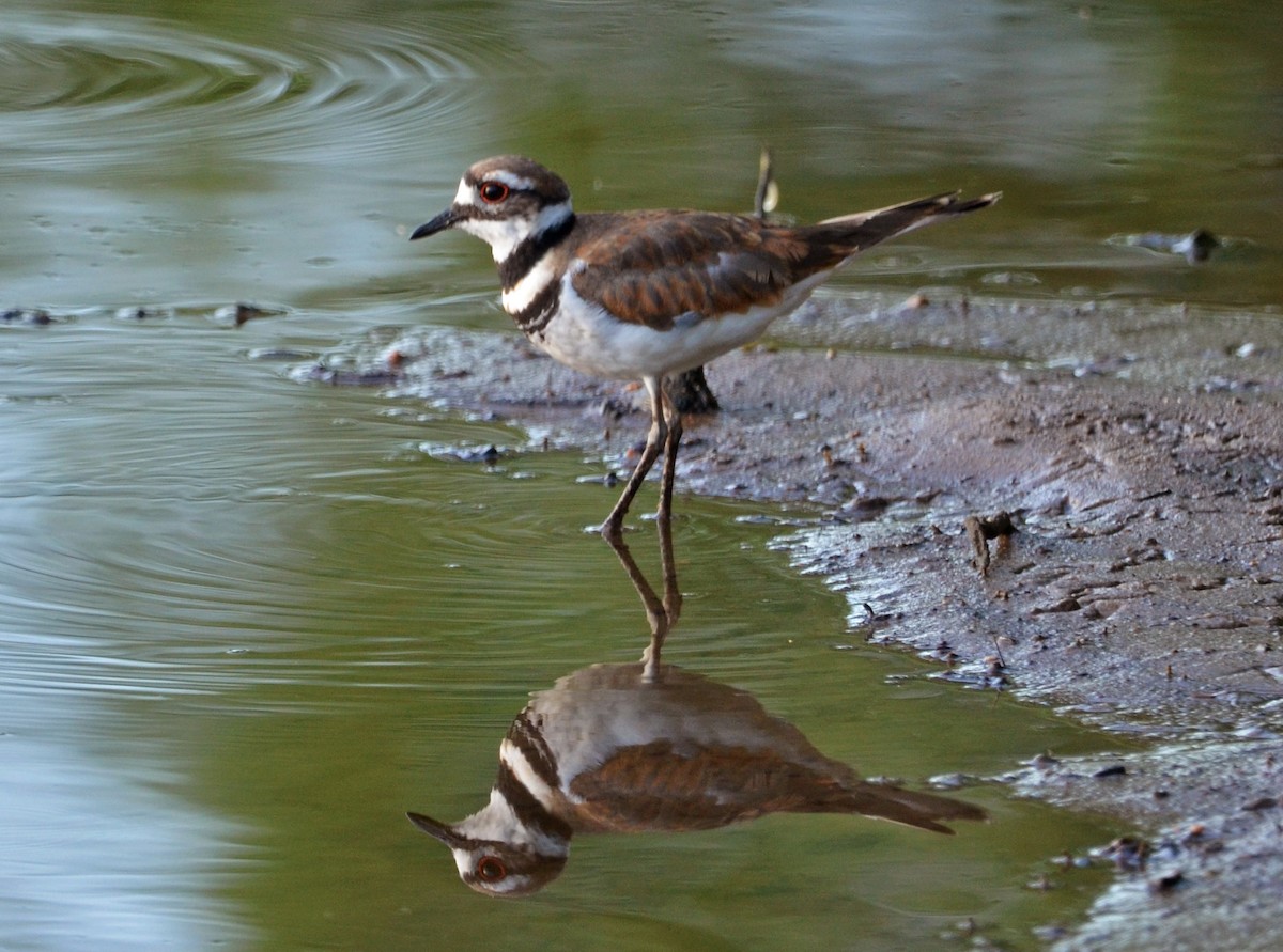 Killdeer - ML461671361