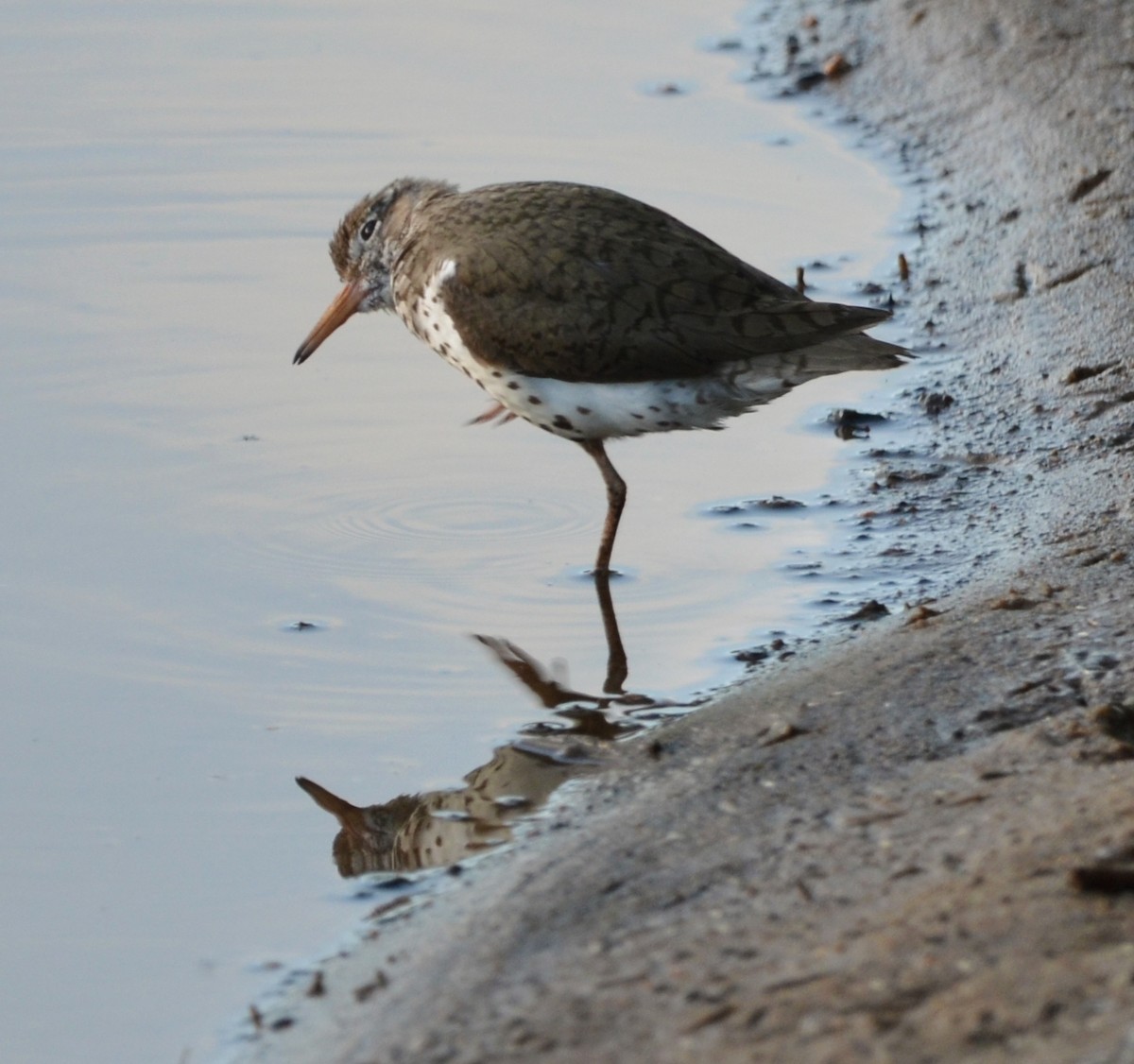 Spotted Sandpiper - ML461671381