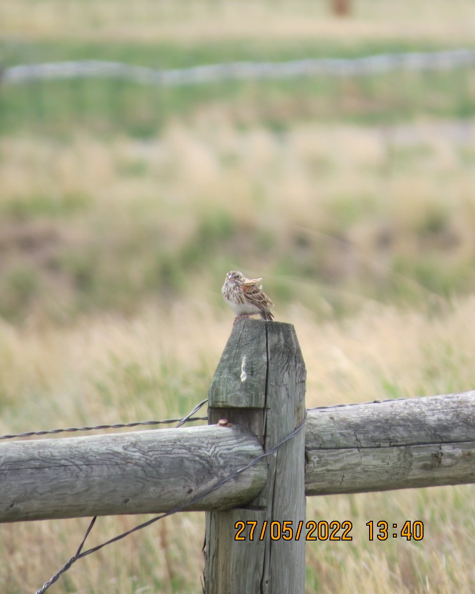 Vesper Sparrow - ML461671521