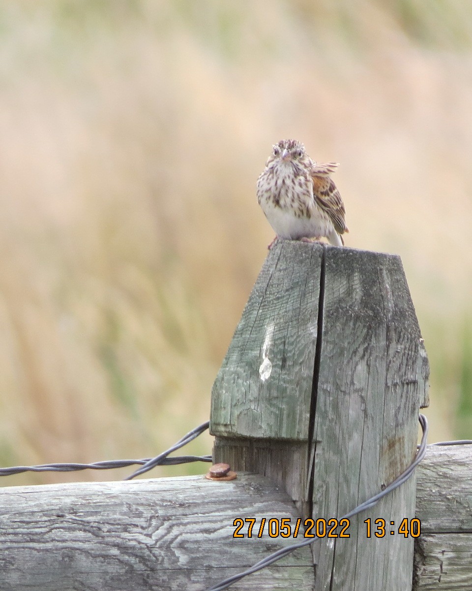 Vesper Sparrow - ML461671531