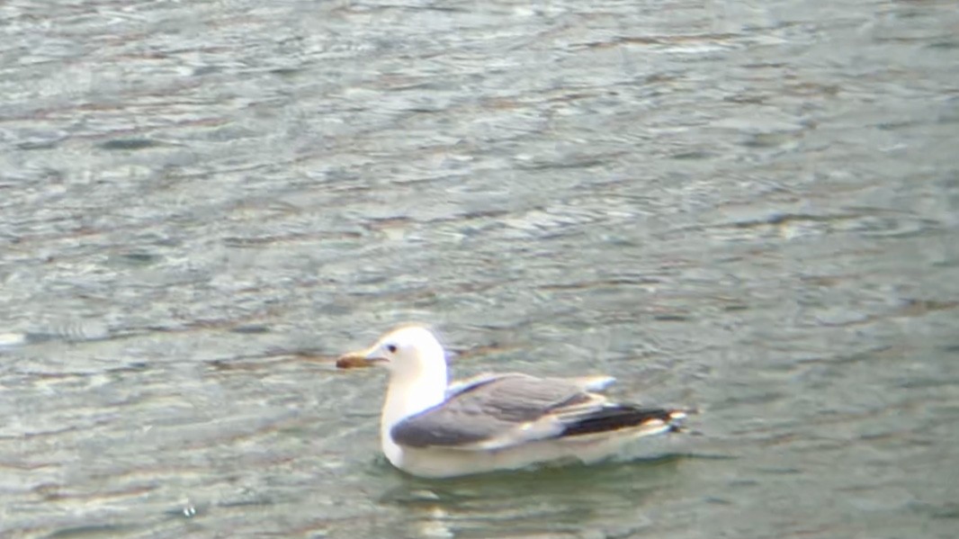 Gaviota Californiana - ML461673031