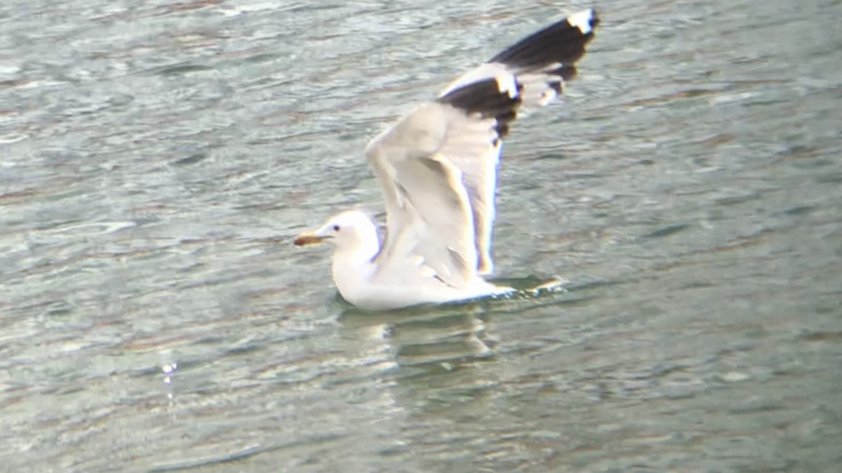 California Gull - Anonymous