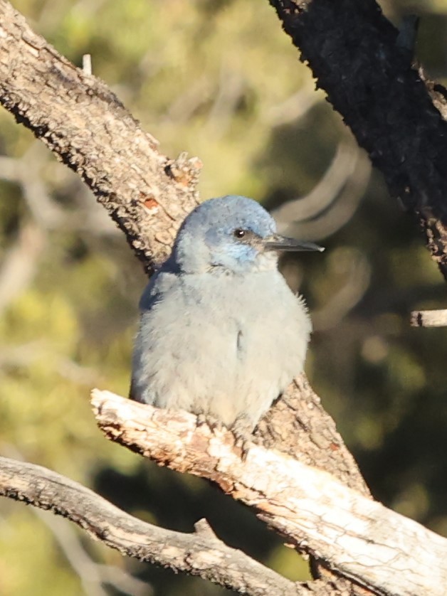 Pinyon Jay - ML461673331