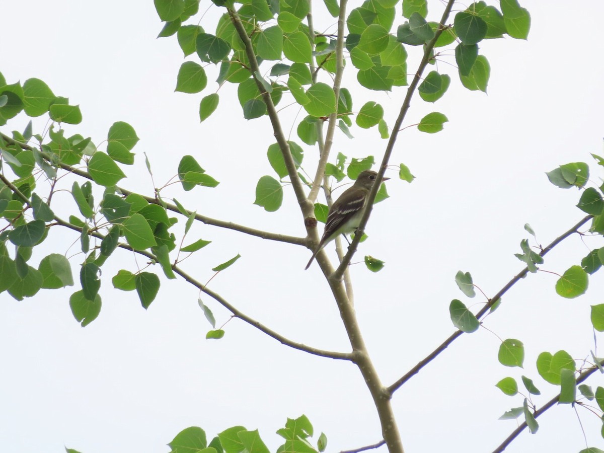 Alder Flycatcher - ML461673651