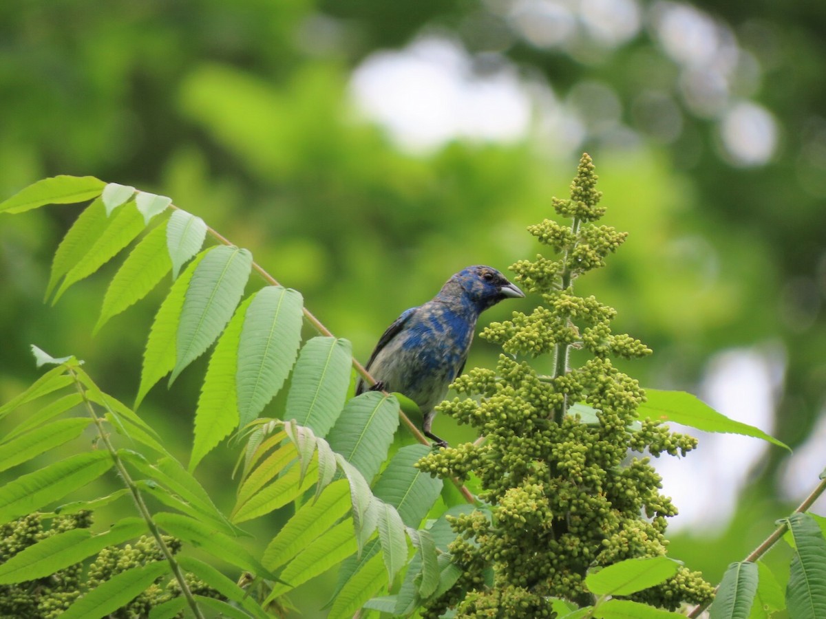 Indigo Bunting - ML461674061