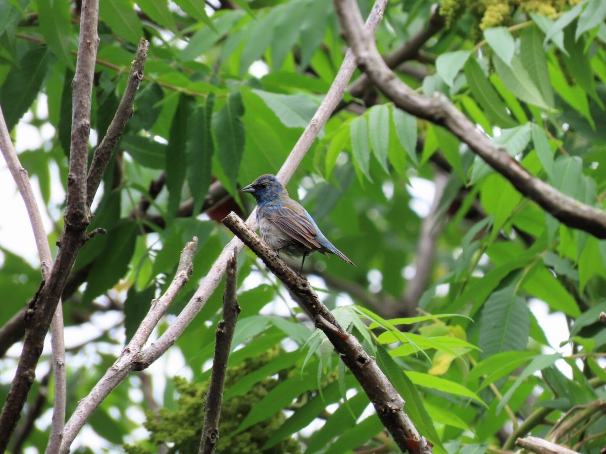 Indigo Bunting - ML461674081