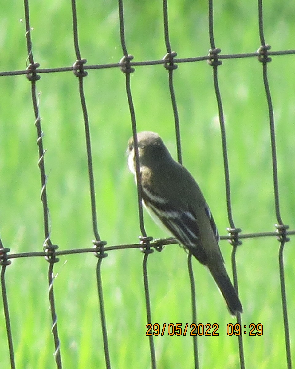 Alder/Willow Flycatcher (Traill's Flycatcher) - ML461674211