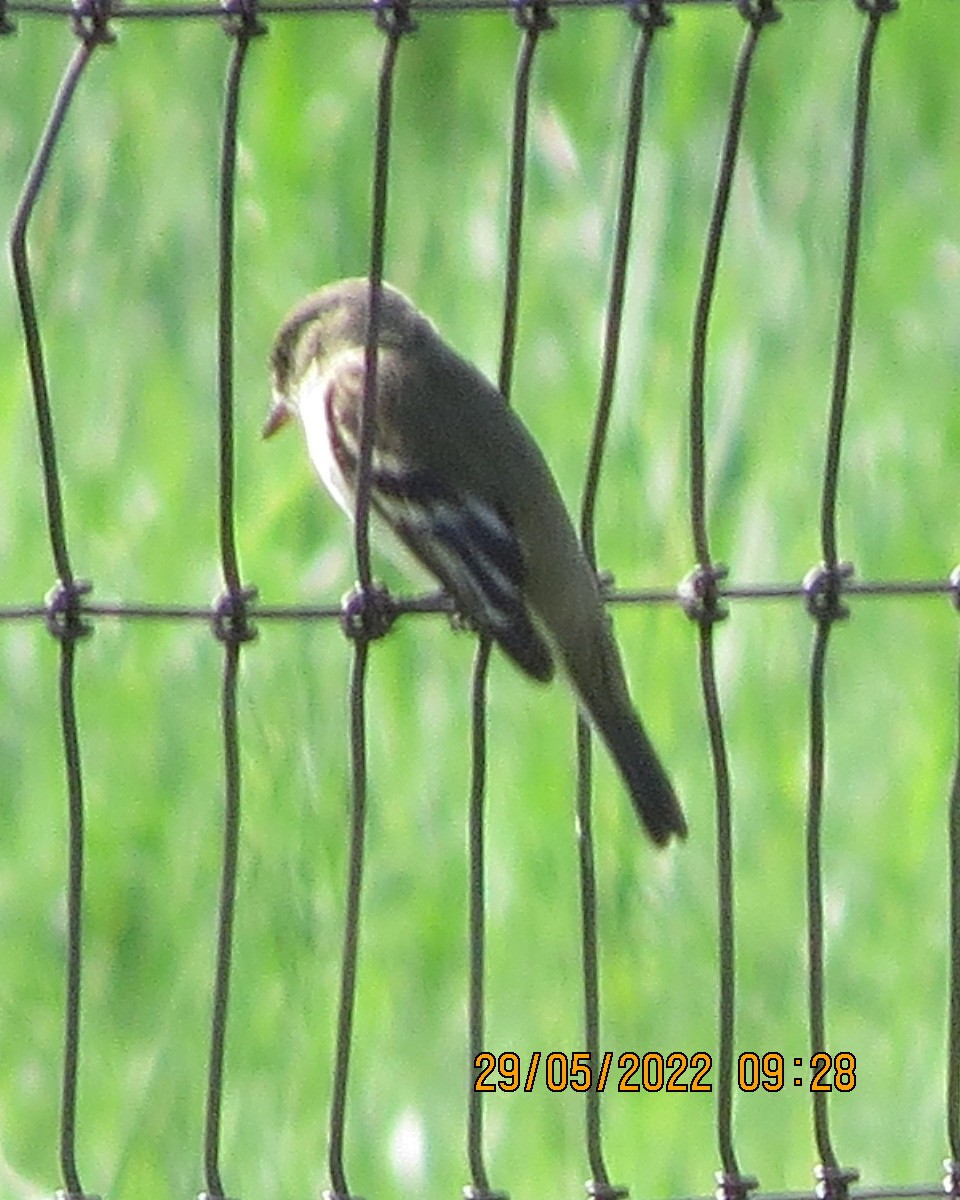 Alder/Willow Flycatcher (Traill's Flycatcher) - ML461674251
