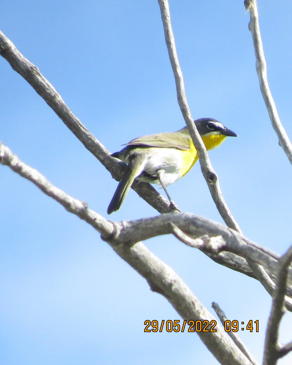 Yellow-breasted Chat - ML461674371