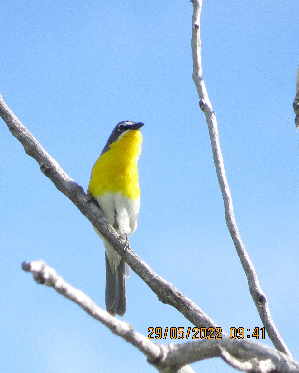 Yellow-breasted Chat - ML461674391