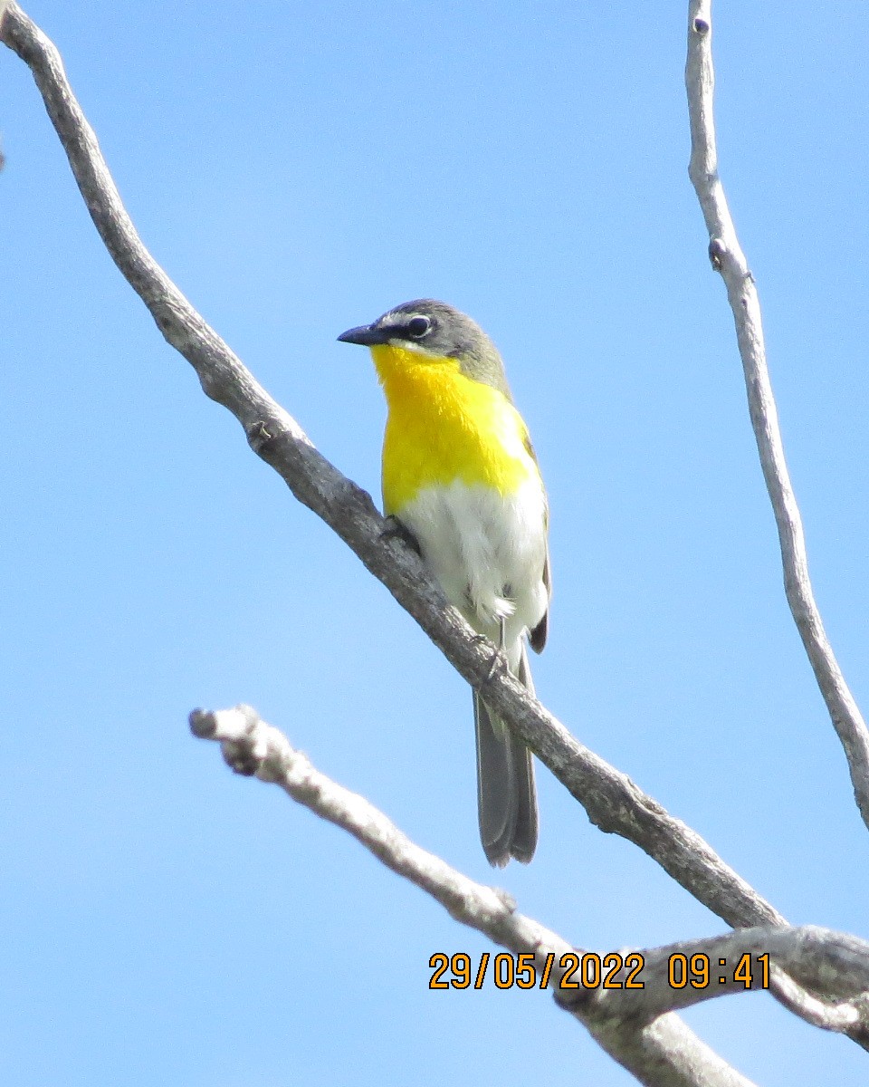 Yellow-breasted Chat - ML461674401