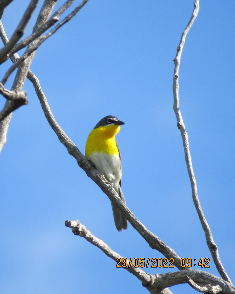 Yellow-breasted Chat - ML461674471