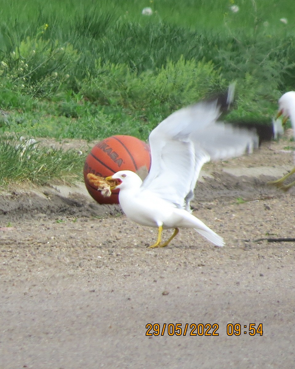 Ring-billed Gull - ML461674561