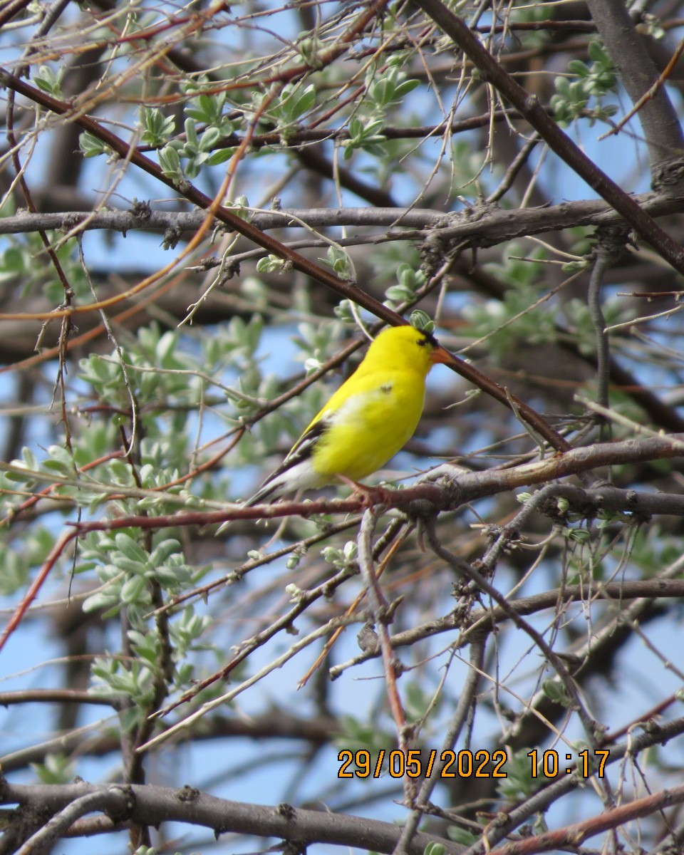 American Goldfinch - ML461674661