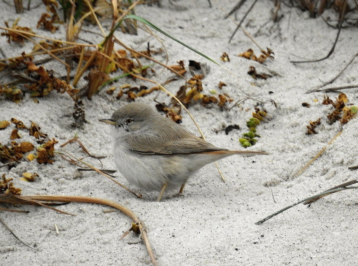 Asian Desert Warbler - Jaroslav Vaněk