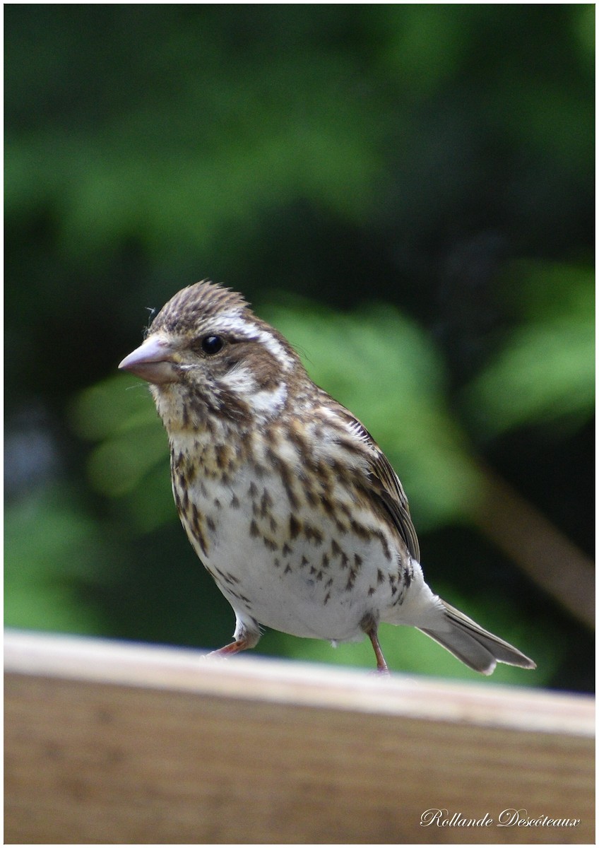 Purple Finch - ML461674801