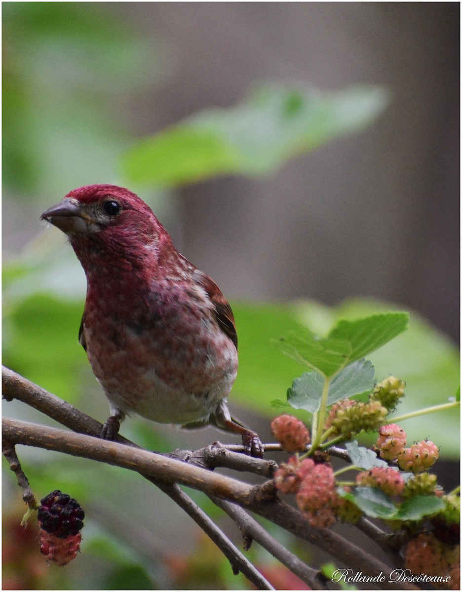 Purple Finch - ML461674811