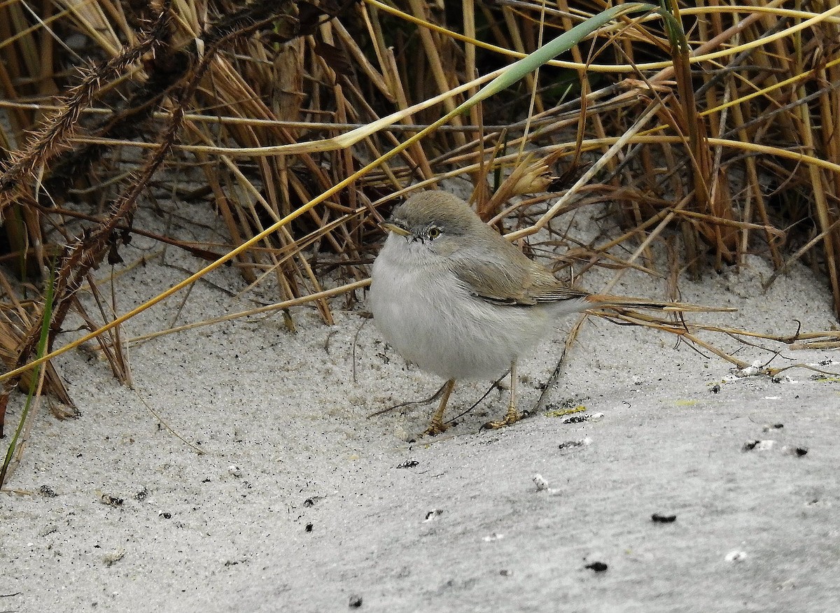 Asian Desert Warbler - Jaroslav Vaněk