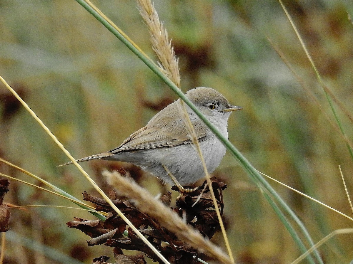 Asian Desert Warbler - Jaroslav Vaněk