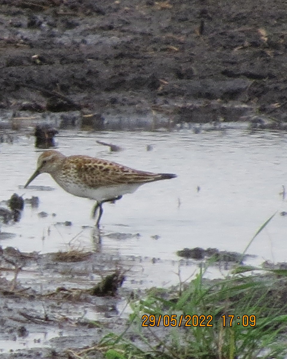 White-rumped Sandpiper - ML461676211