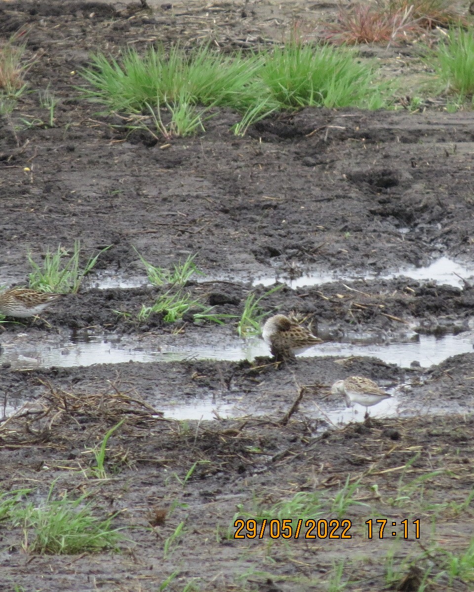 White-rumped Sandpiper - ML461676221