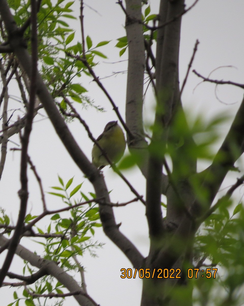 Philadelphia Vireo - ML461676561