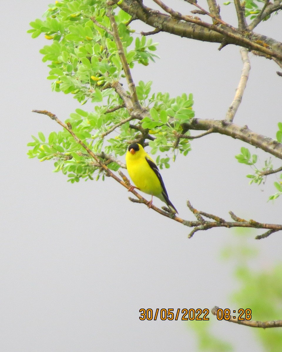 American Goldfinch - ML461676701