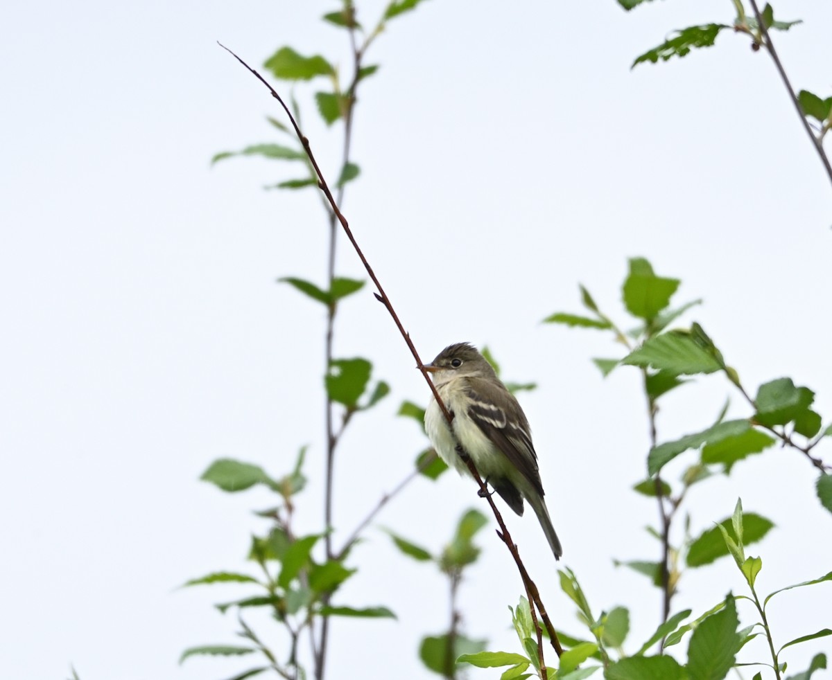 tyranovec olšový - ML461676861