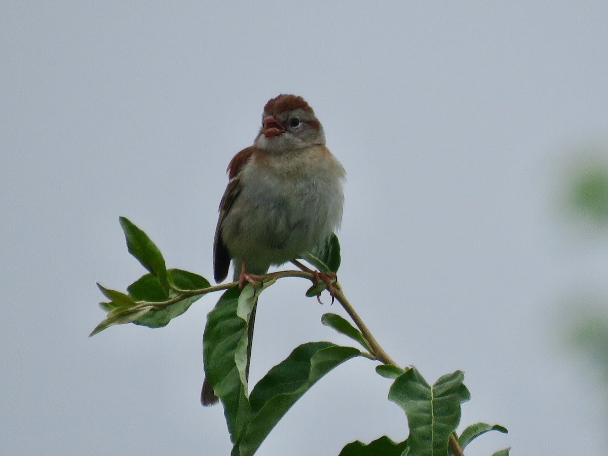 Field Sparrow - ML461678241