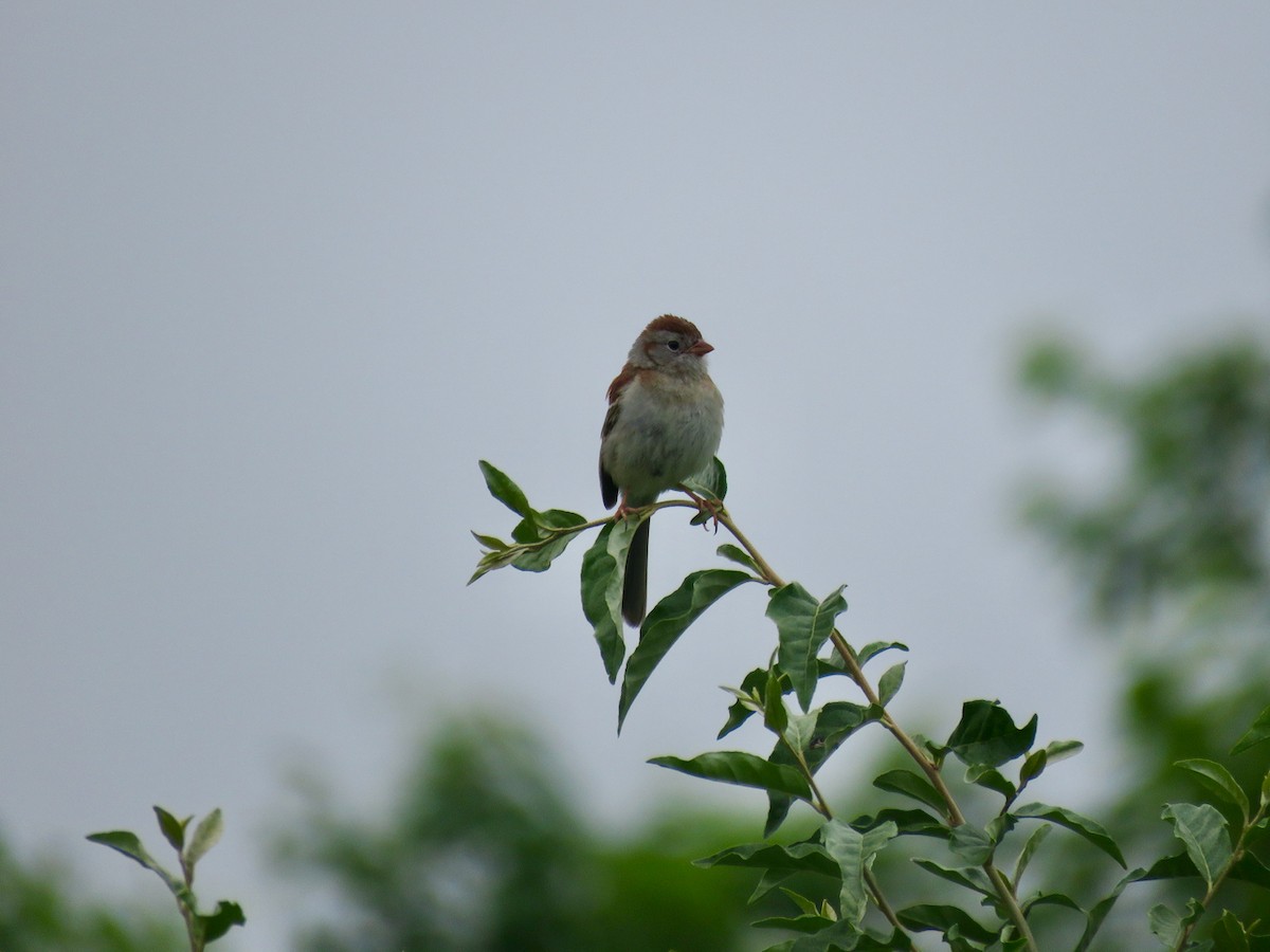 Field Sparrow - ML461678251