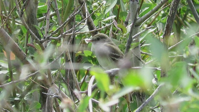 Alder Flycatcher - ML461679331