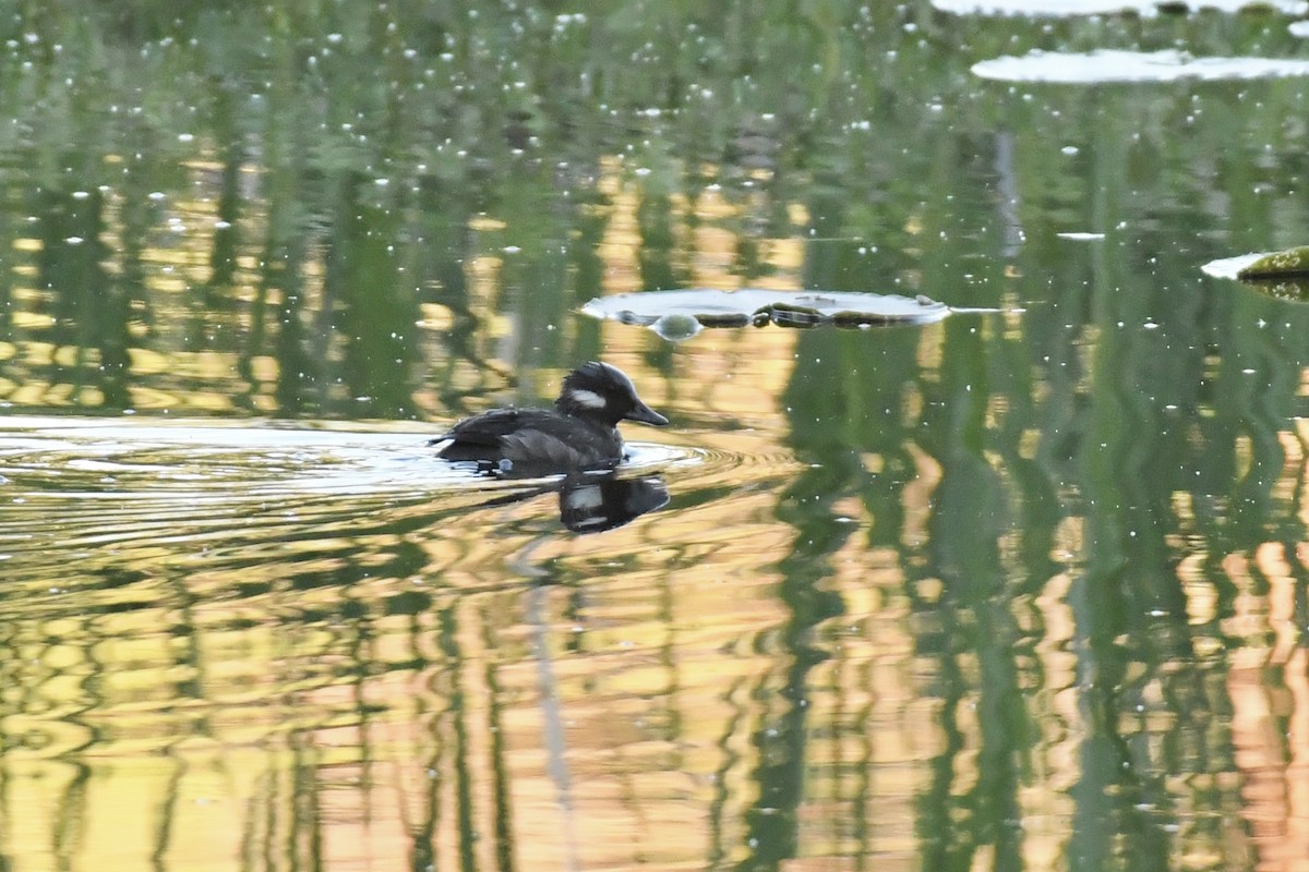 Bufflehead - ML461680831