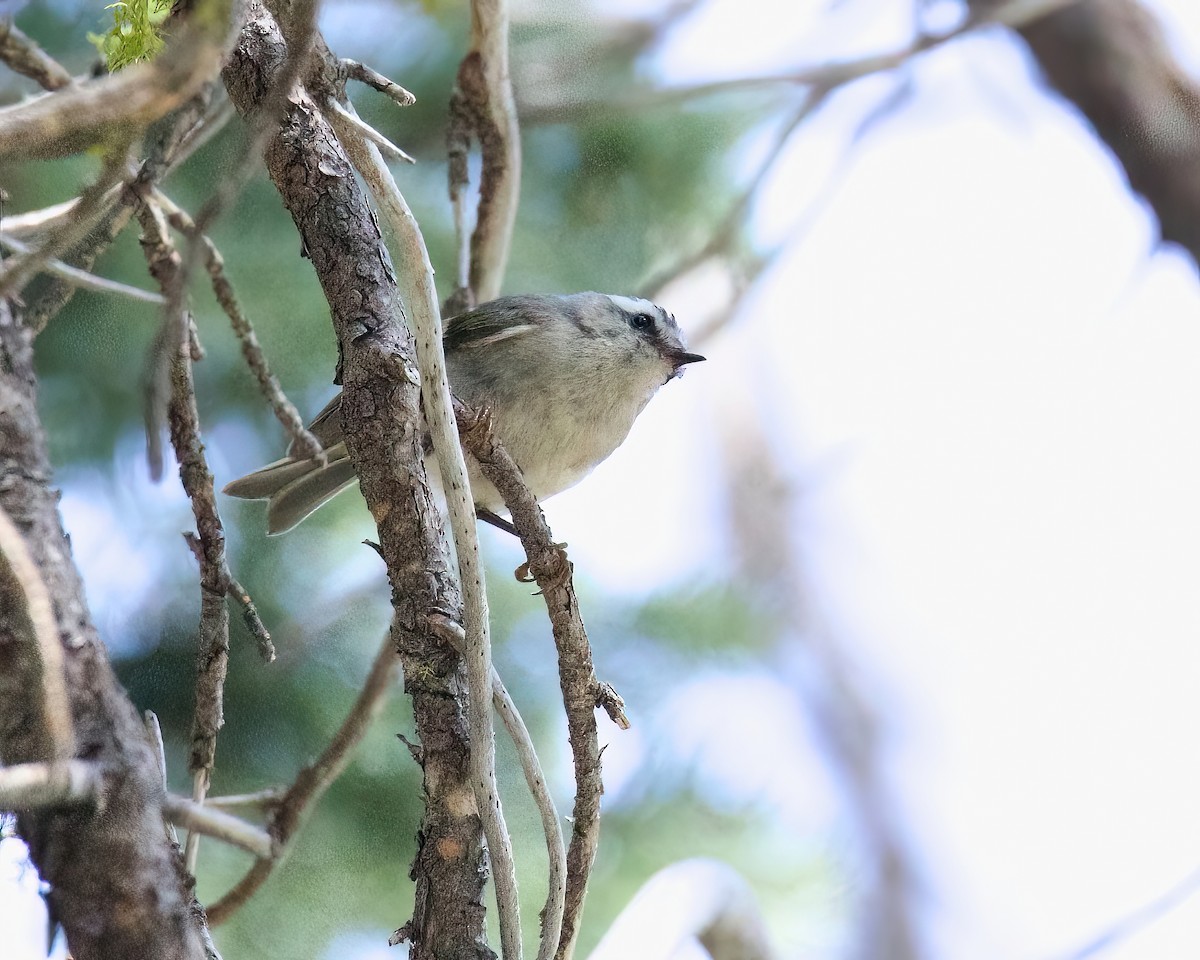 Golden-crowned Kinglet - ML461681531