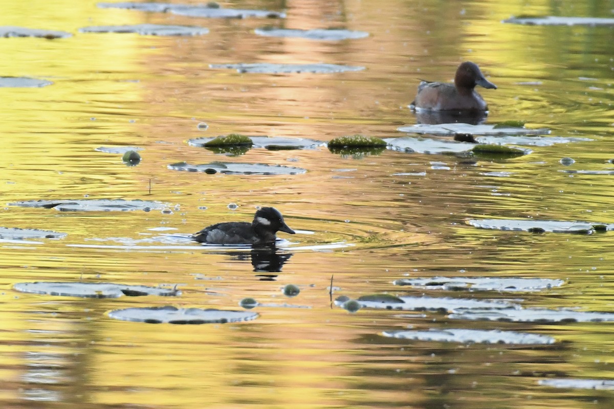 Bufflehead - ML461681581