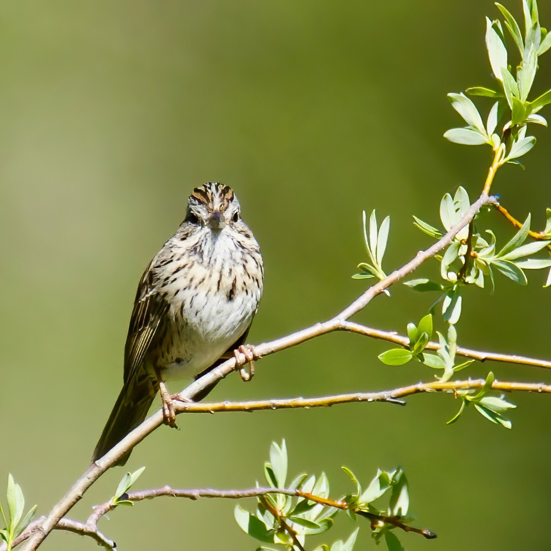 Lincoln's Sparrow - ML461681721