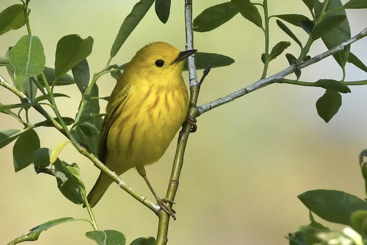 Yellow Warbler - Kent Kleman