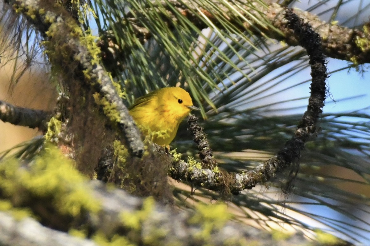 Yellow Warbler - Kent Kleman