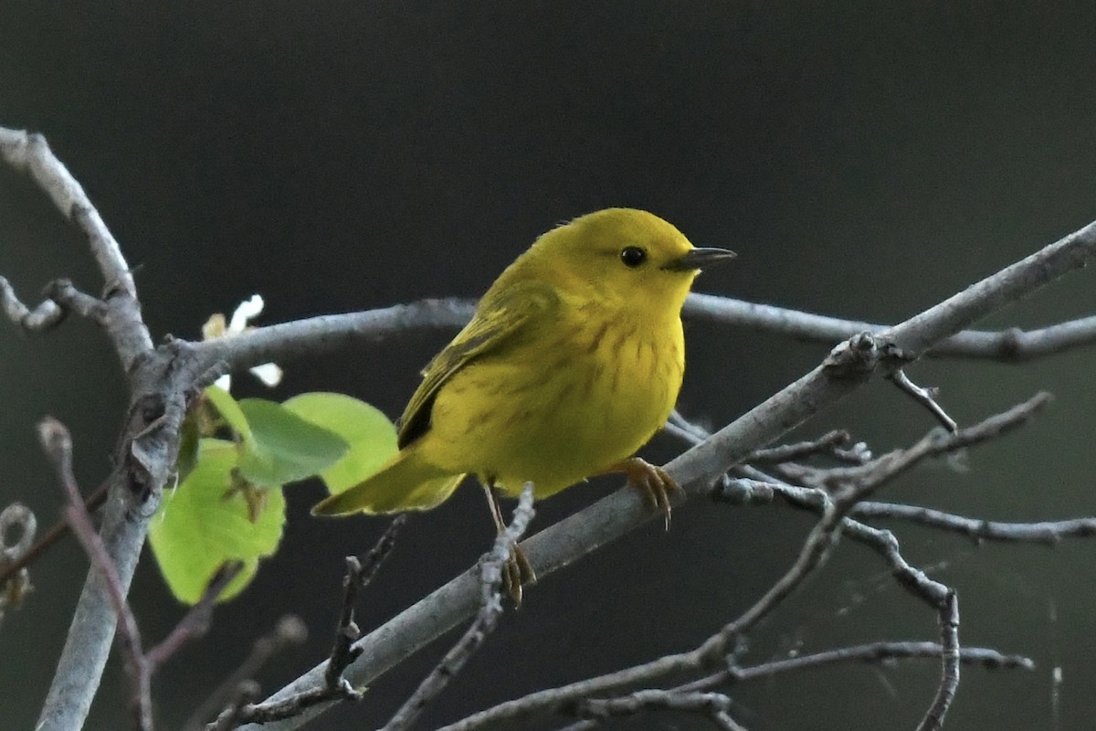 Yellow Warbler - Kent Kleman