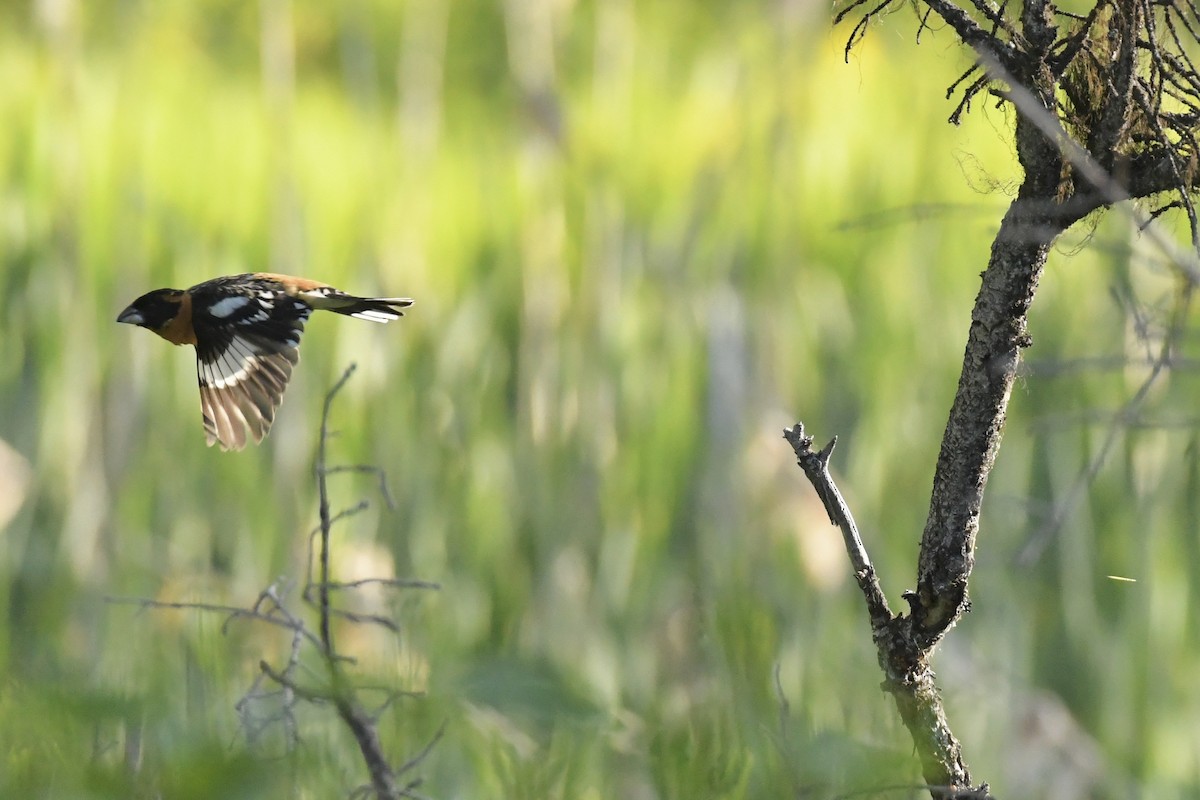 Black-headed Grosbeak - Kent Kleman