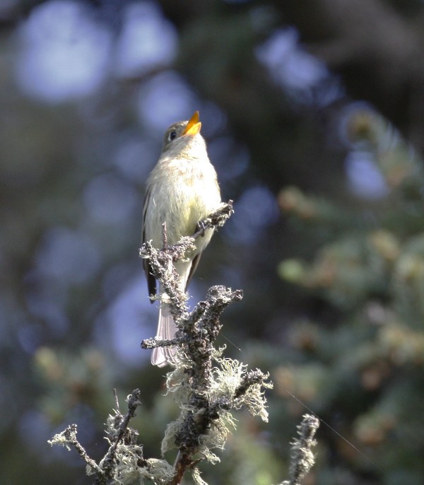 Western Flycatcher (Cordilleran) - ML461683051