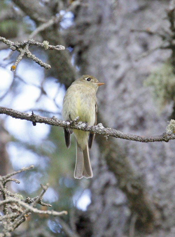 Western Flycatcher (Cordilleran) - ML461683061