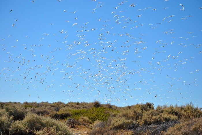 South American Tern - Julián Tocce