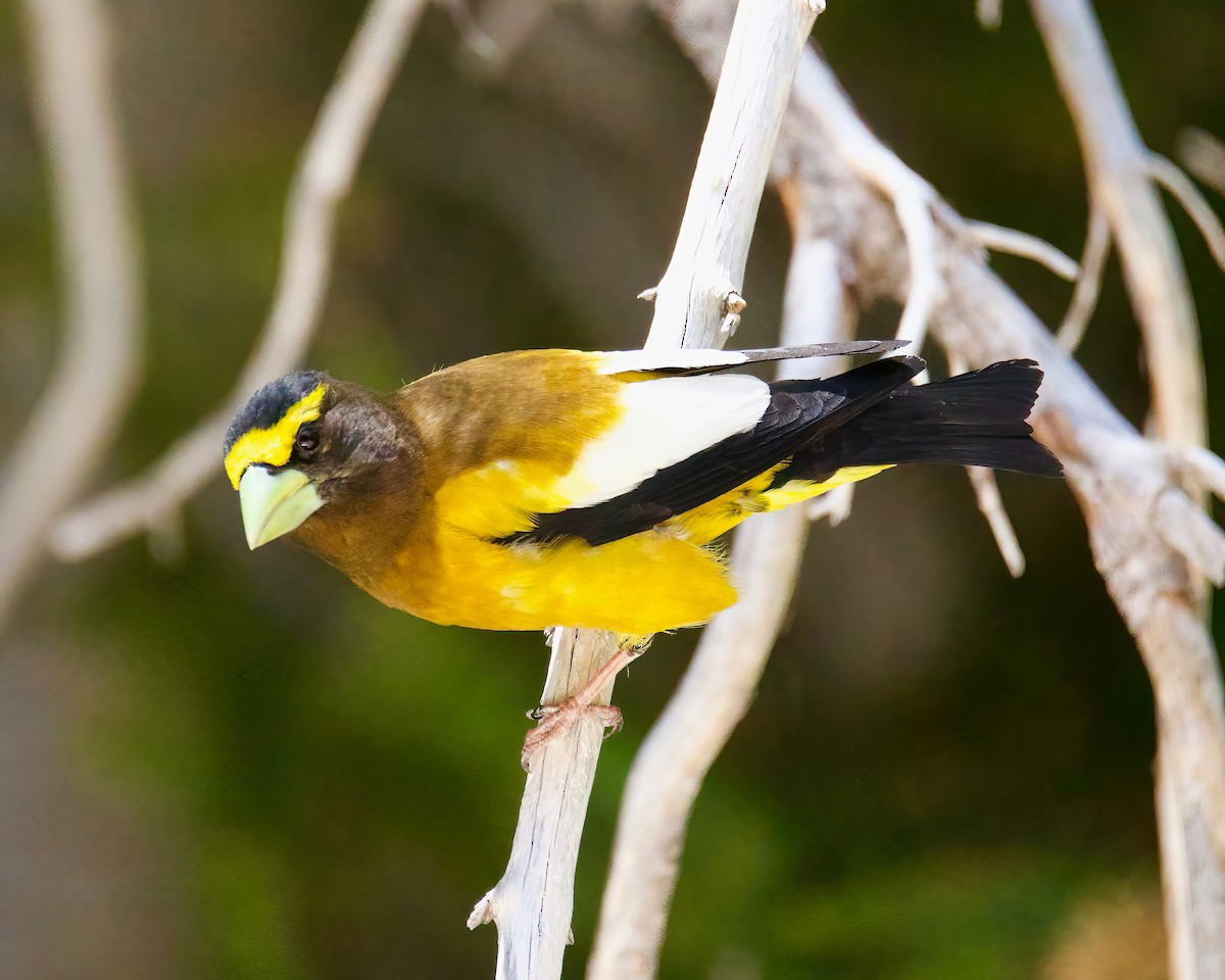 Evening Grosbeak - ML461683441