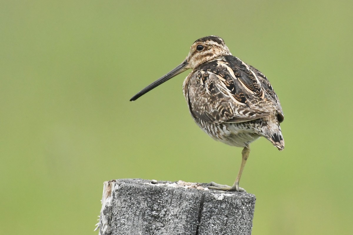 Wilson's Snipe - ML461683751